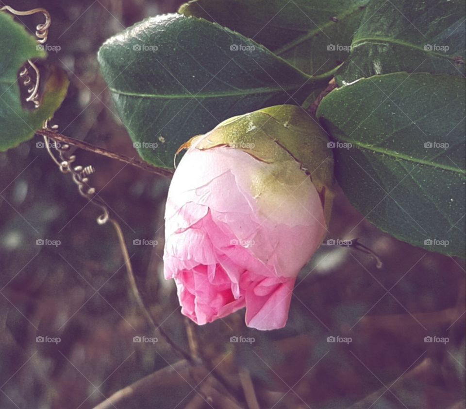 camelia bud