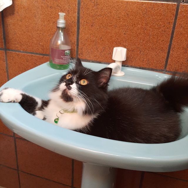 Acho que vi um gatinho!