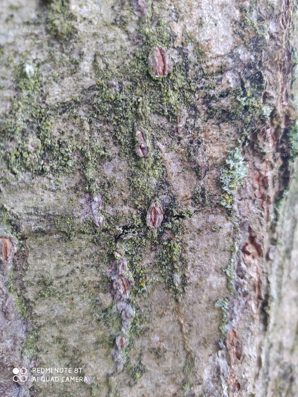 tree trunk