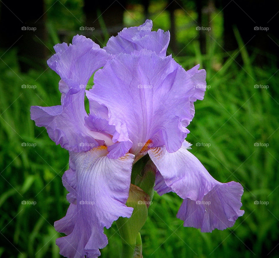 spring flower lavender iris by landon