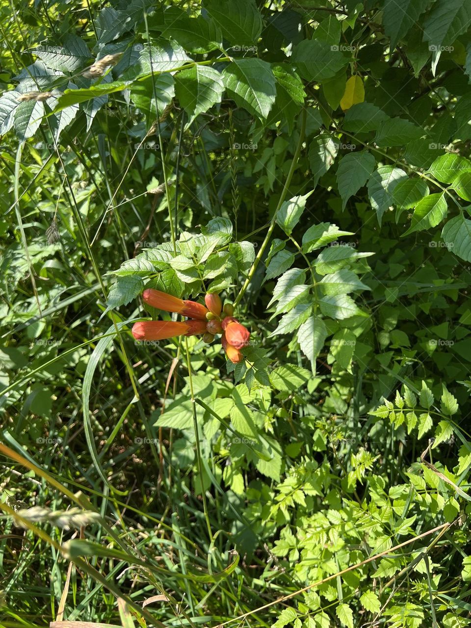 Orange flowers 