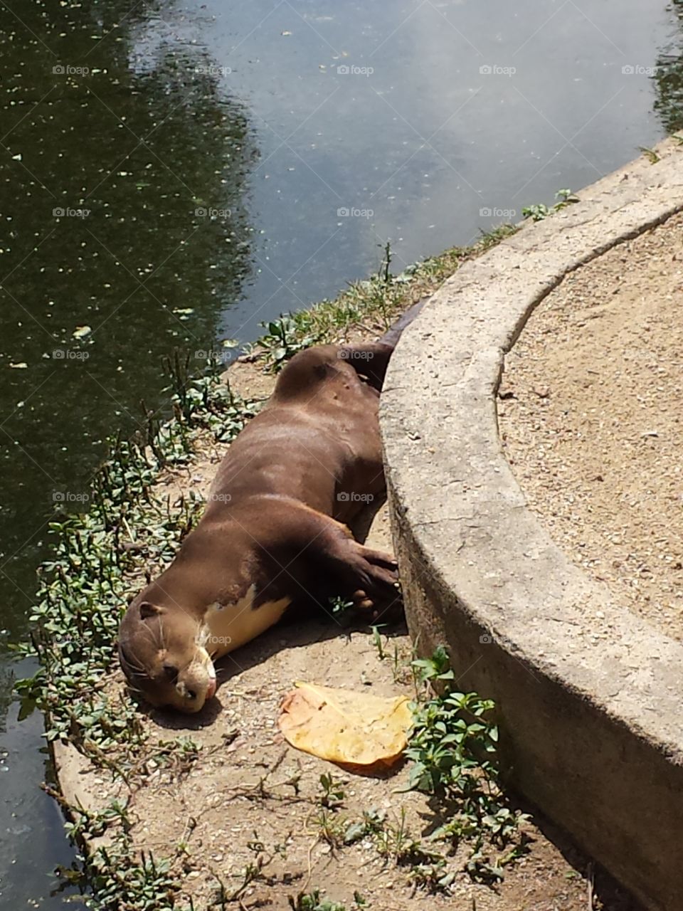 Una nutria tomando sol/An otter sunbathing