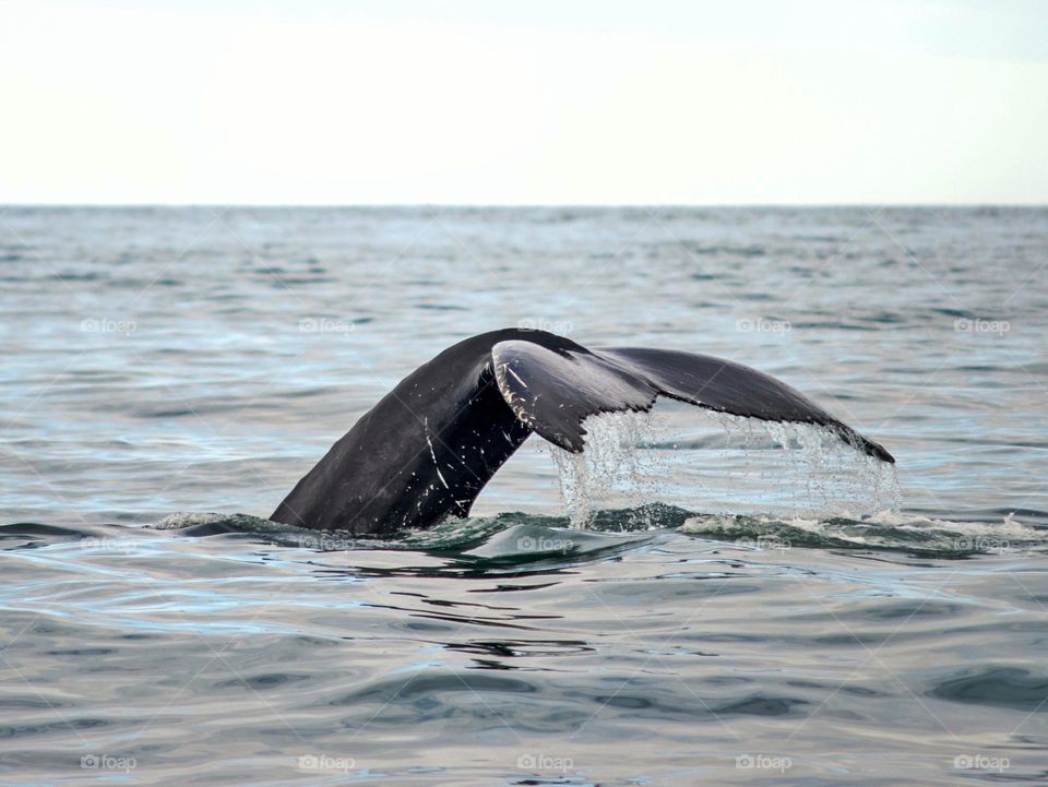 whale's tail portrait