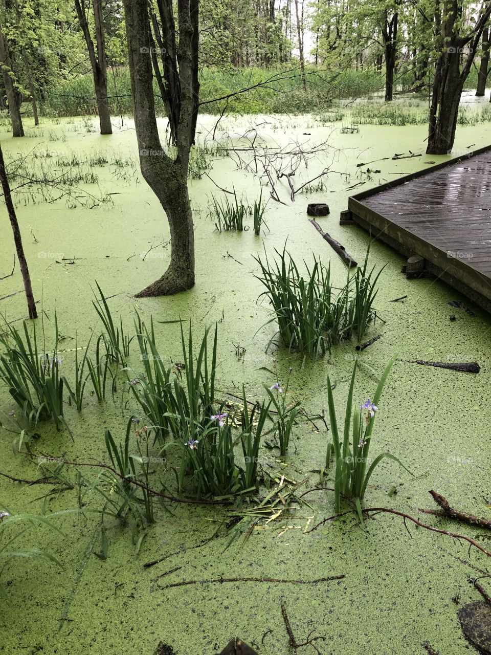Flood and algae in June