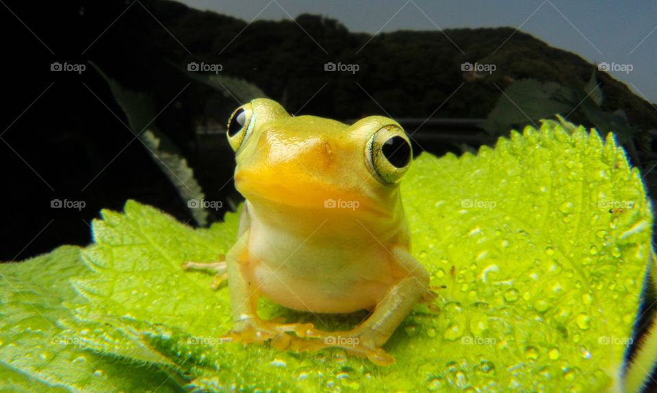 Frog