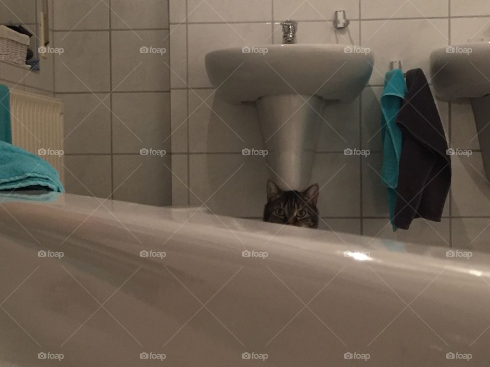 Tiger won't take a Bath 