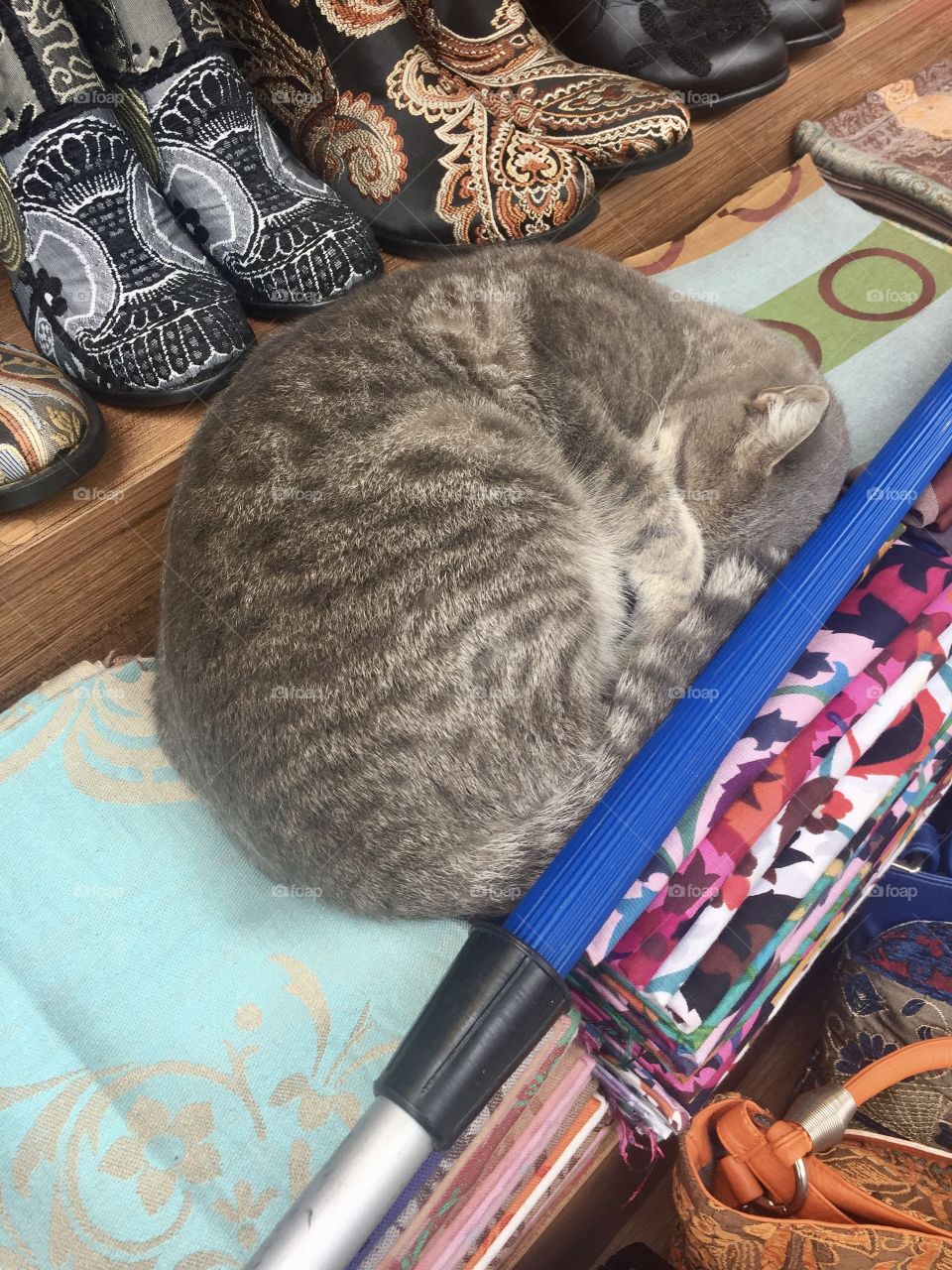 Sleeping summer cat