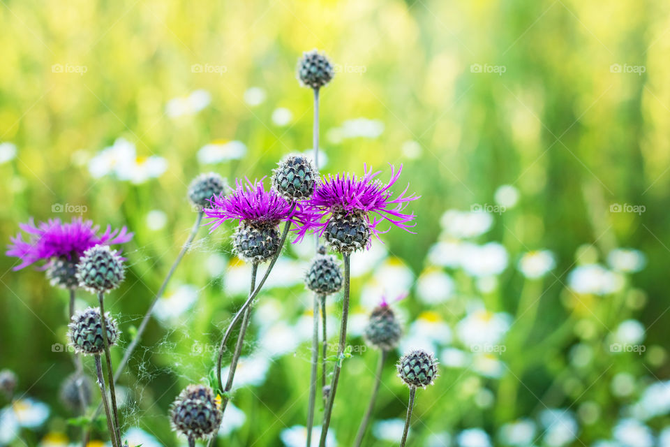 Summer flowers