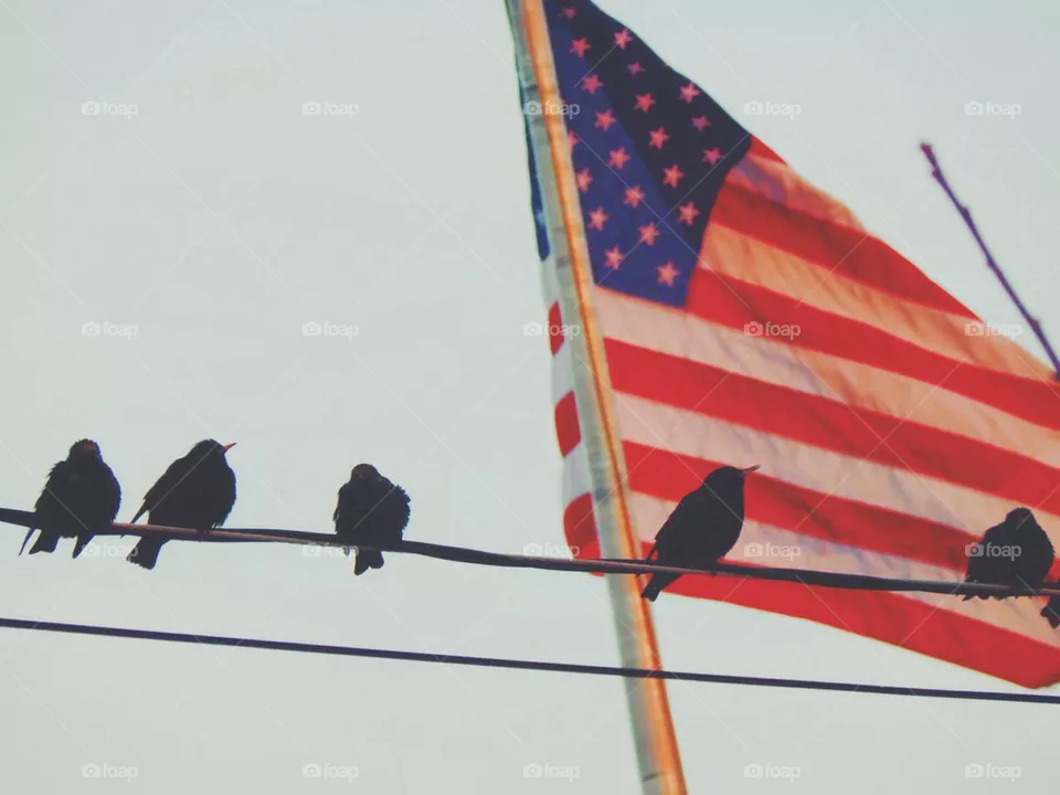 Flag 