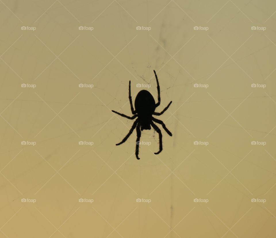 Small spider