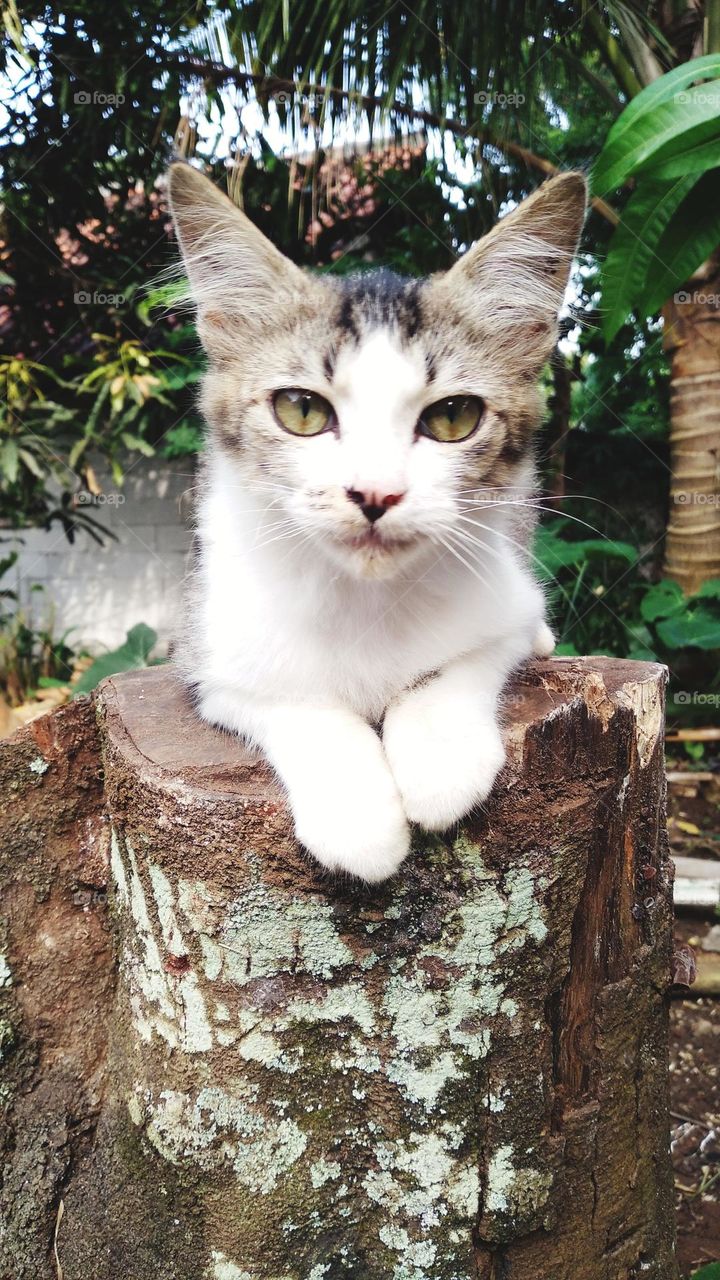 Cute kitten sitting on a cut tree