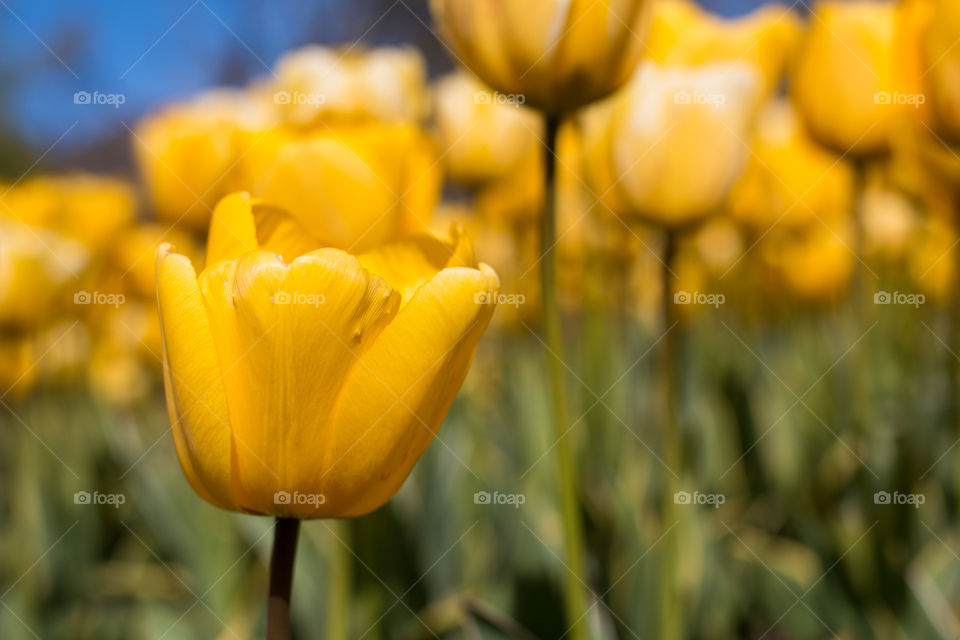 Yellow tulips in bloom