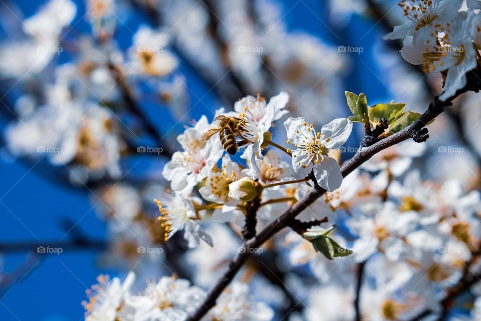 A blooming white spring tree