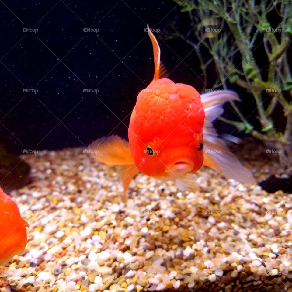 funny fish
