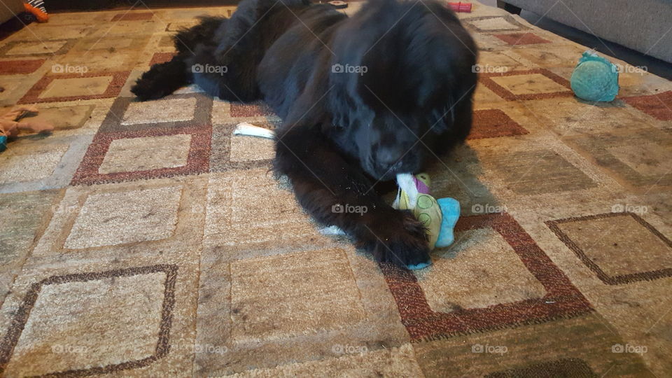 Dog, Mammal, One, No Person, People