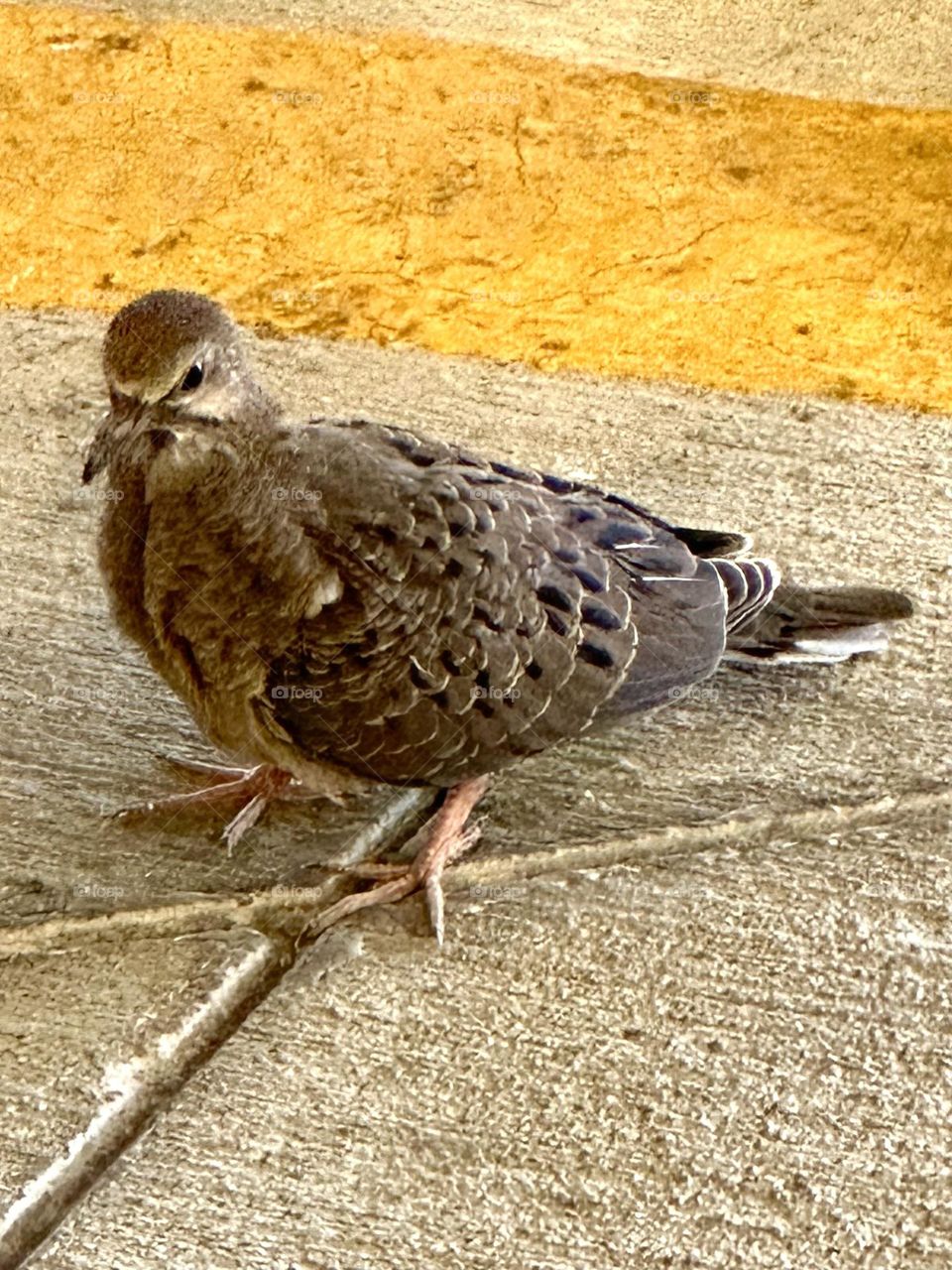 Dove hanging out in urban parking garage early morning bird nature close up feathers 