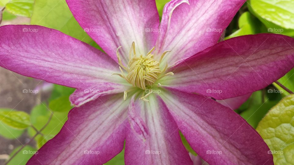 clematis