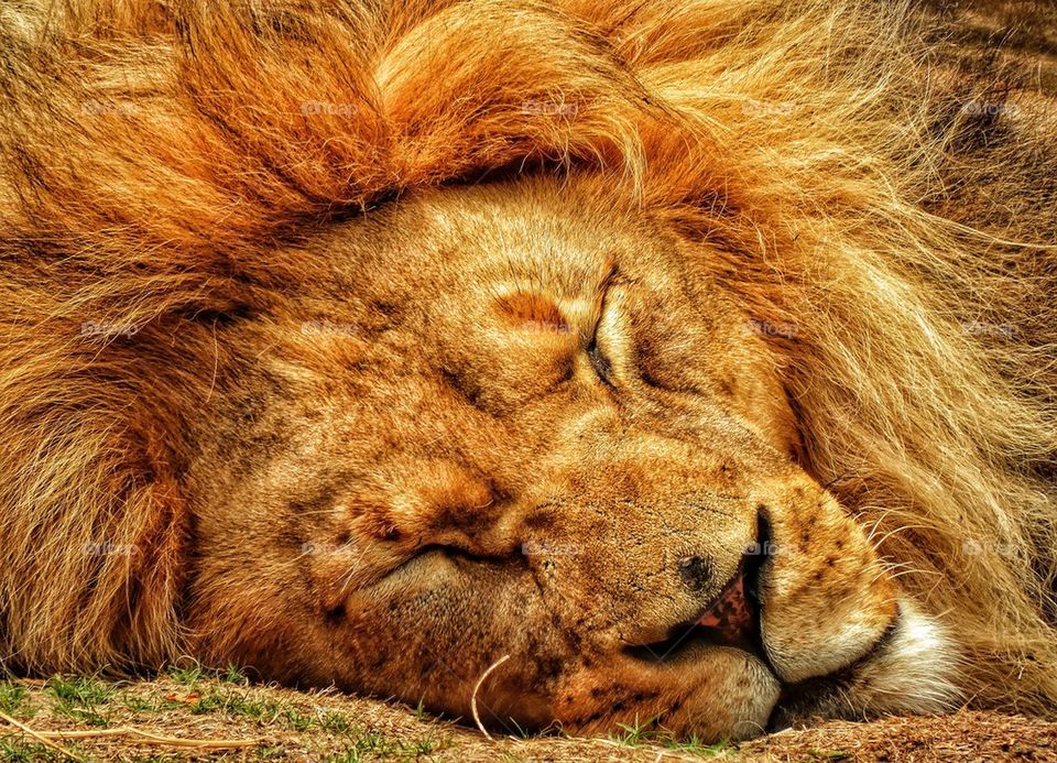 Sleeping Lion