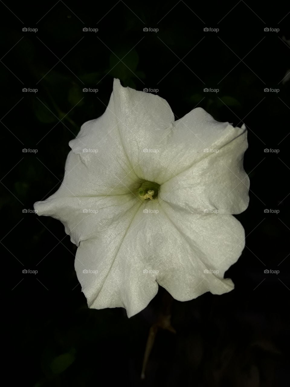 white delicate petal flower in the dark.