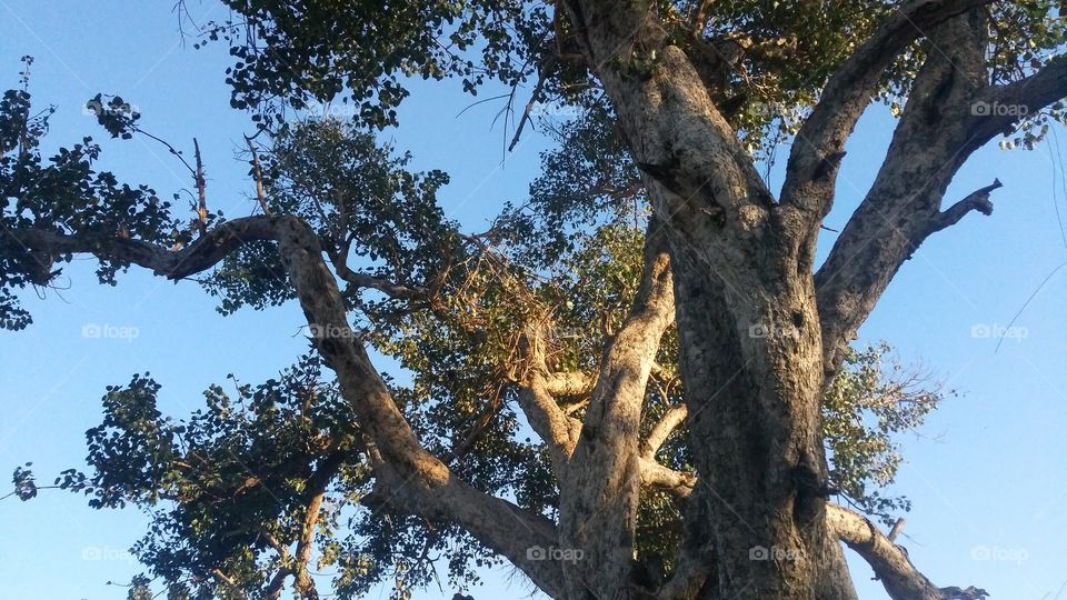 A beautiful scene of holy fig tree in the forest.