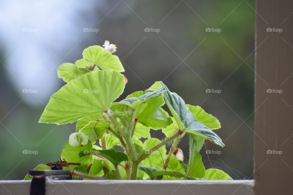 Wild begonia found in wet areas in Hawaii, in ravines, rocky areas.