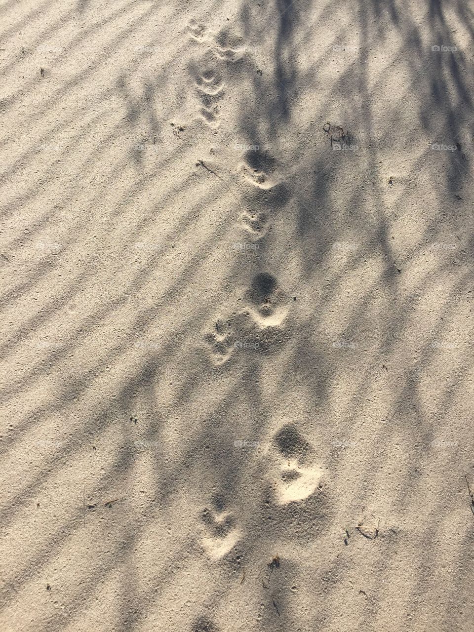 Desert Creature tracks