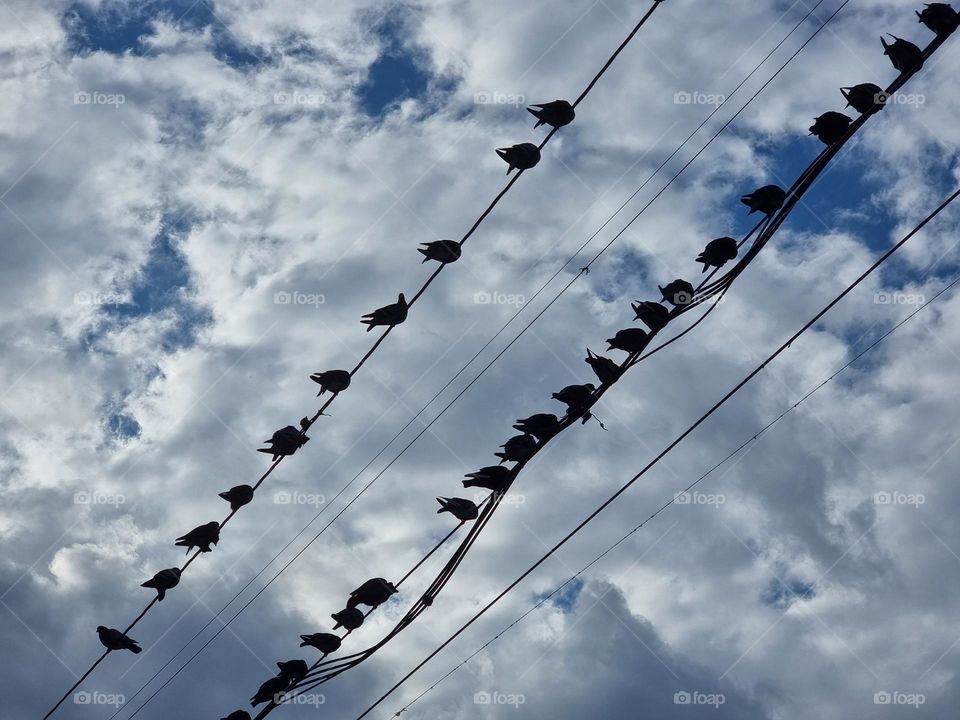 Rows of birds sitting on electricity cables against a cloudy sky