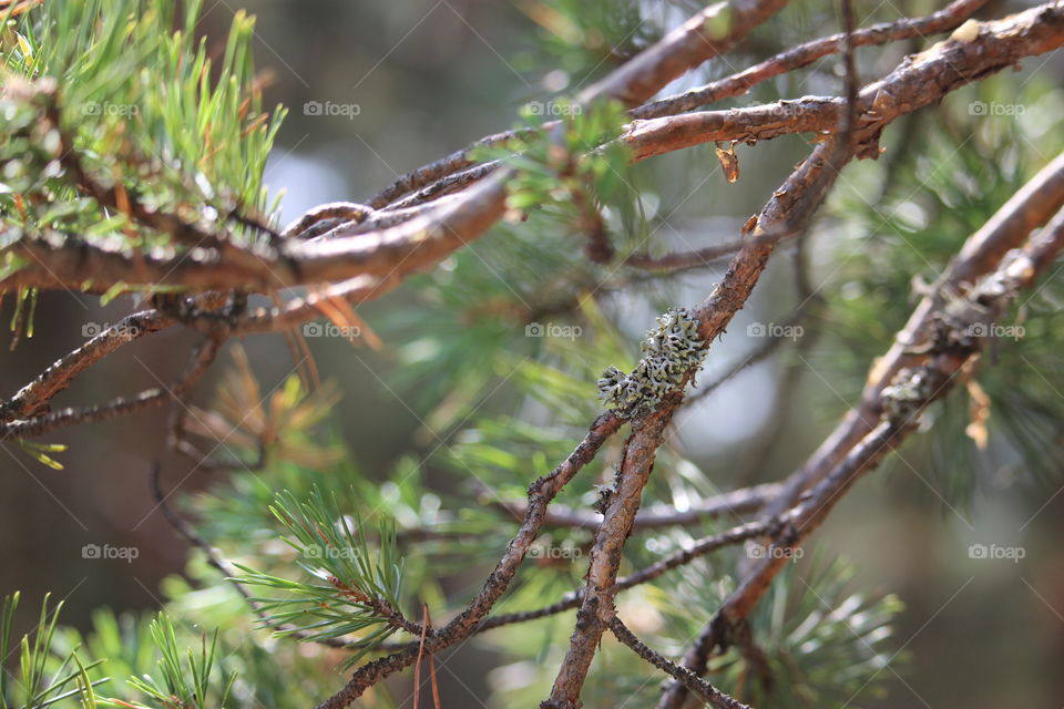 Pine branch view