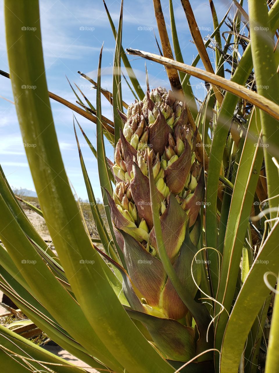 yucca budding