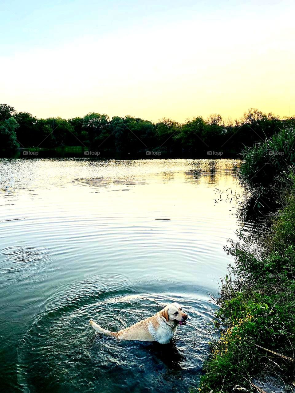 Labrador in the lake