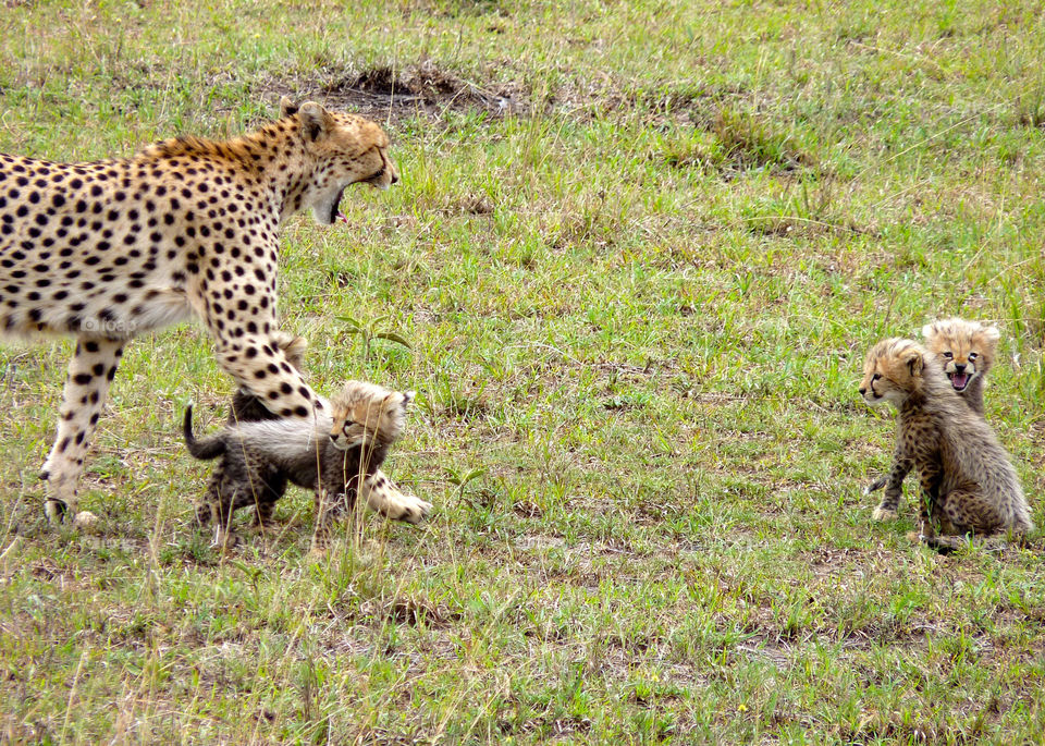 mammals animals kenya cubs by trvldeb07