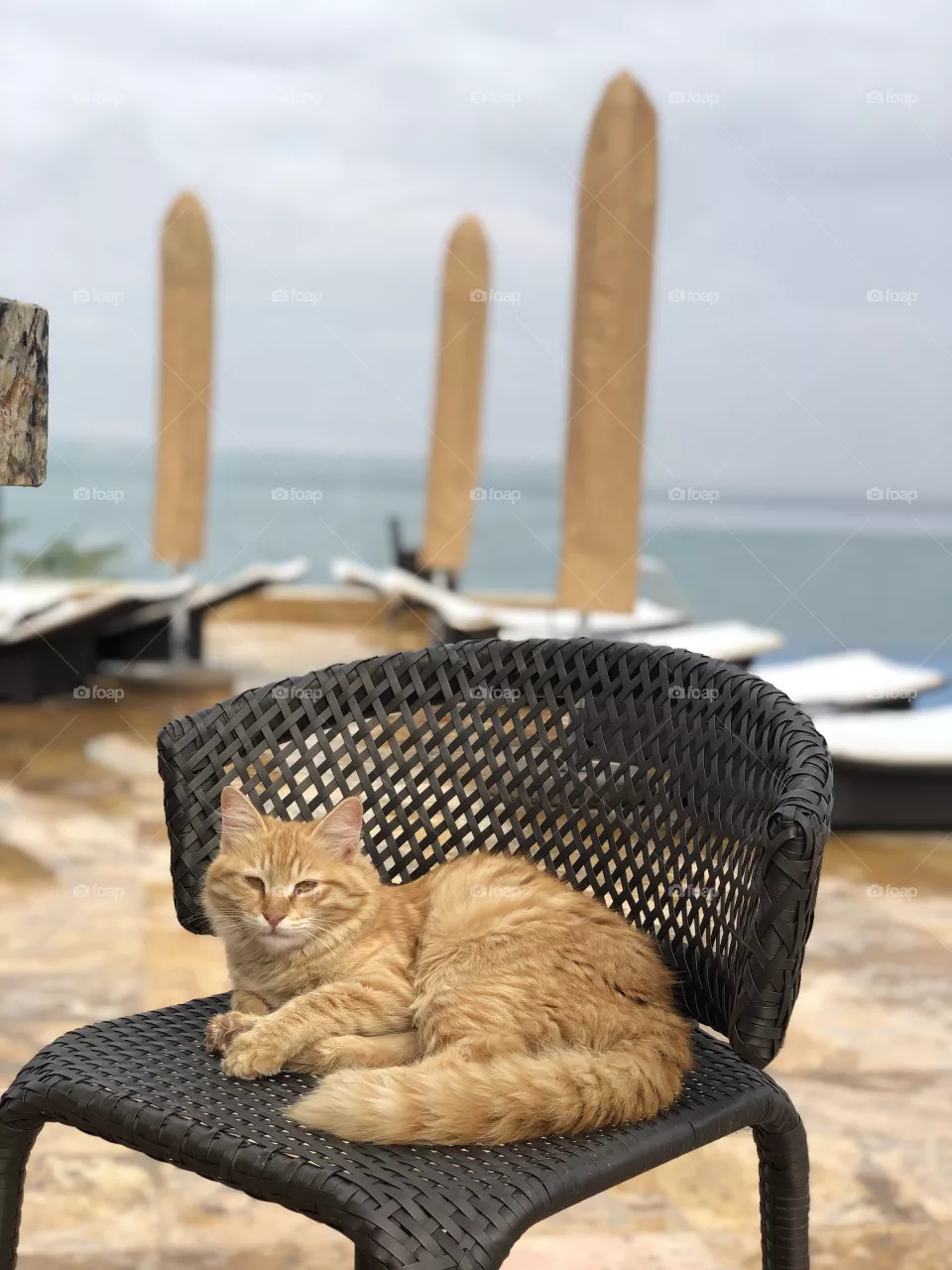Cat in a chair at a resort