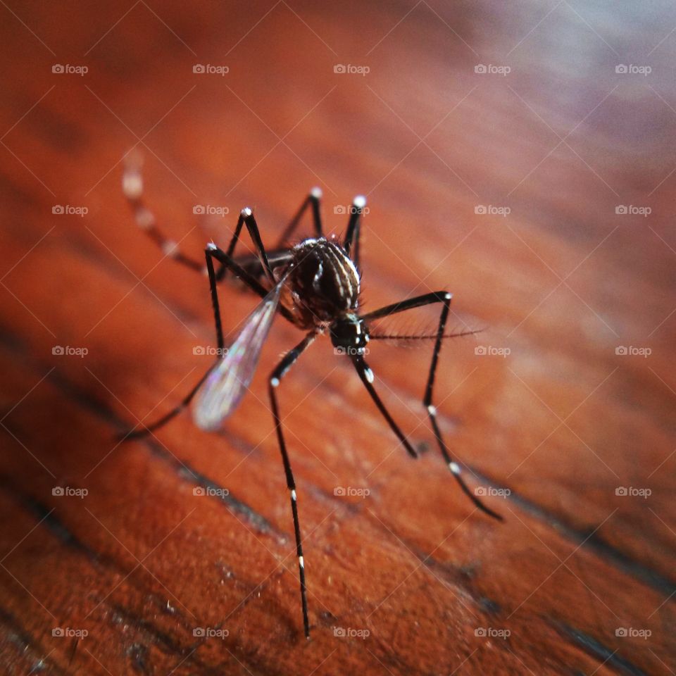 mosquito