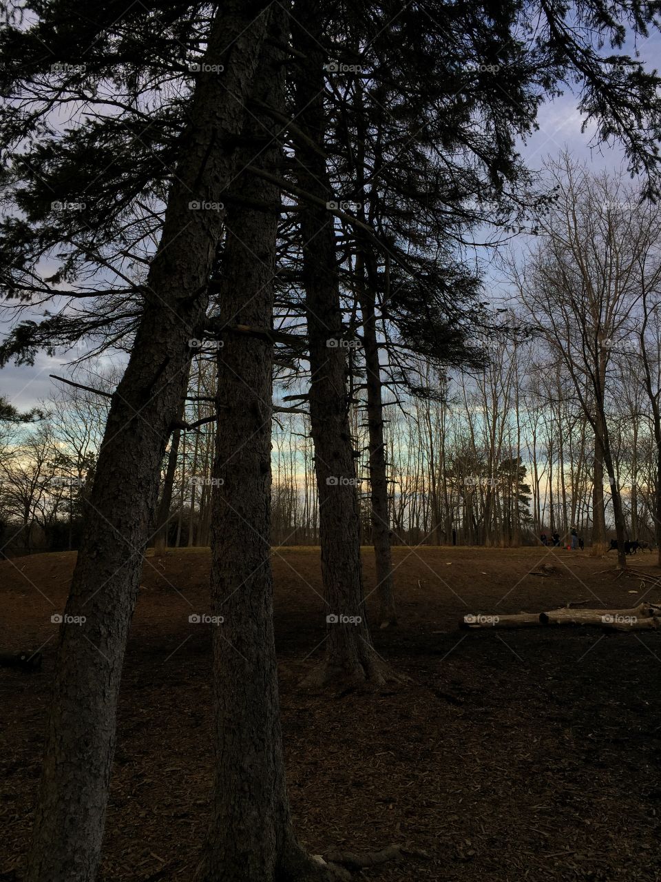 Winter in the forest 