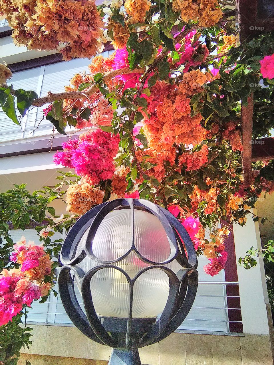 plenty of flowers near the lighter