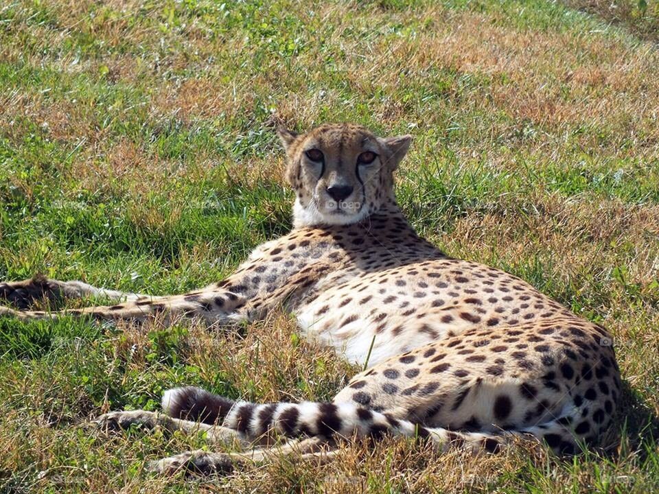 Lounging cheetah