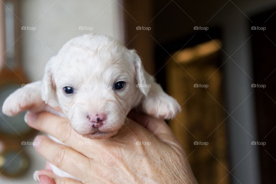 One week old puppy