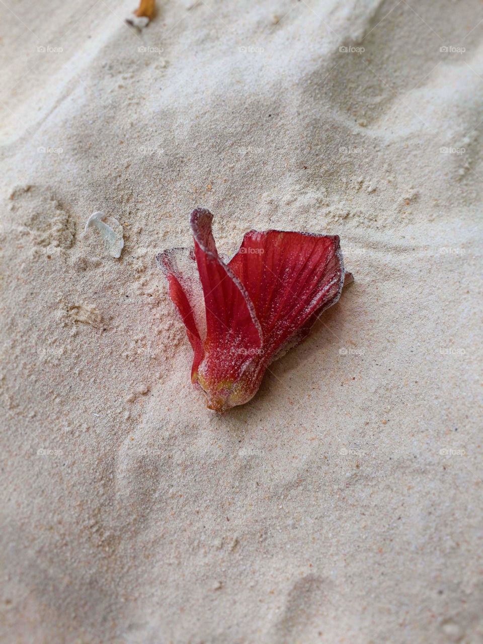 red sea abemone and sandy beach.