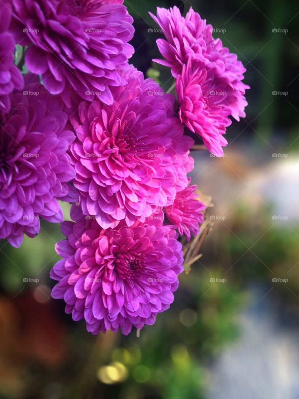 flowers pink flower pond by jmh