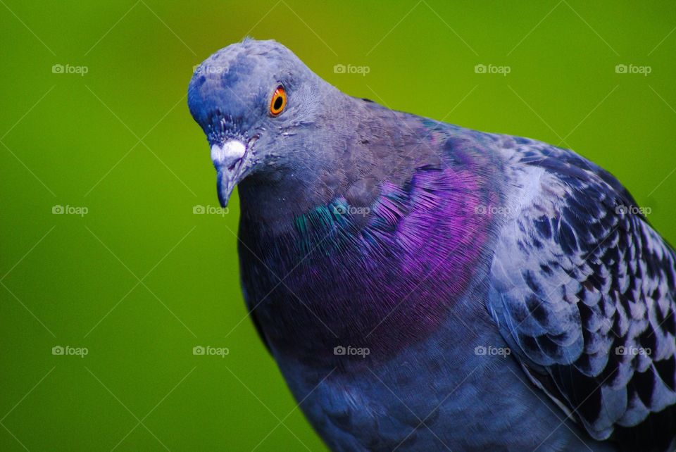 Pigeon. A beautiful and colorful dove