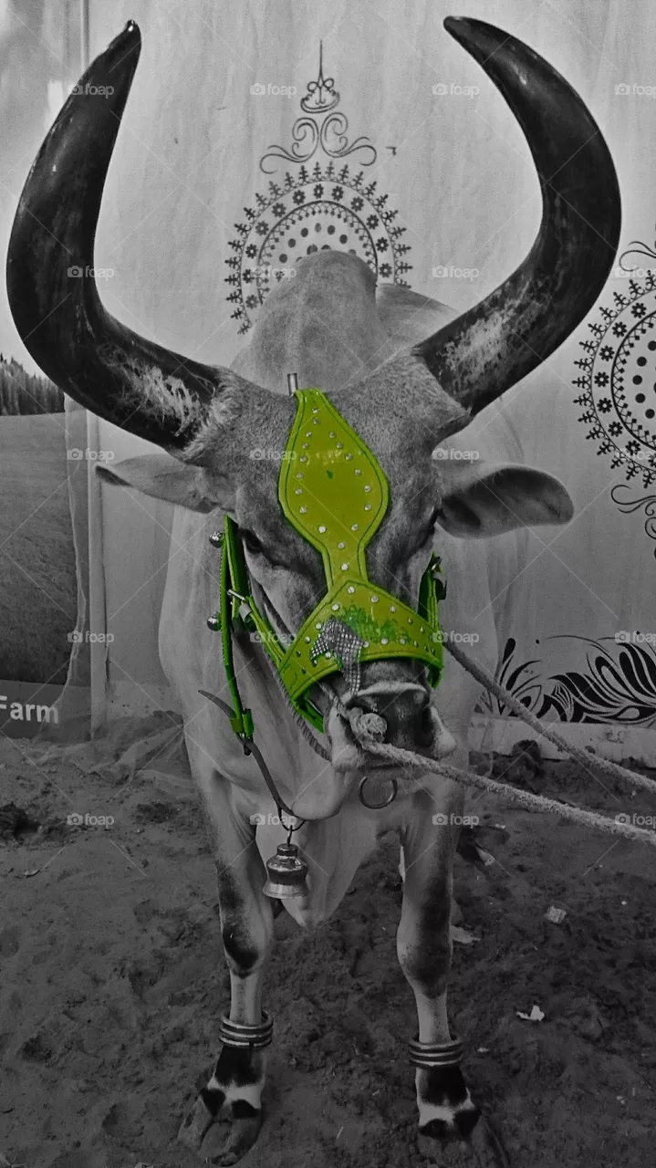 Horns