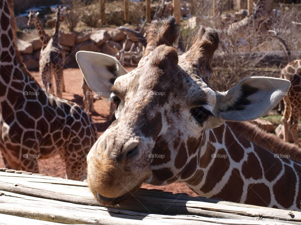 fun cute animals giraffe cheyenne mountain zoo colorado by ezdrossi