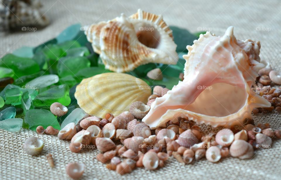 Seashell, Shell, Shellfish, Conch, Scallop