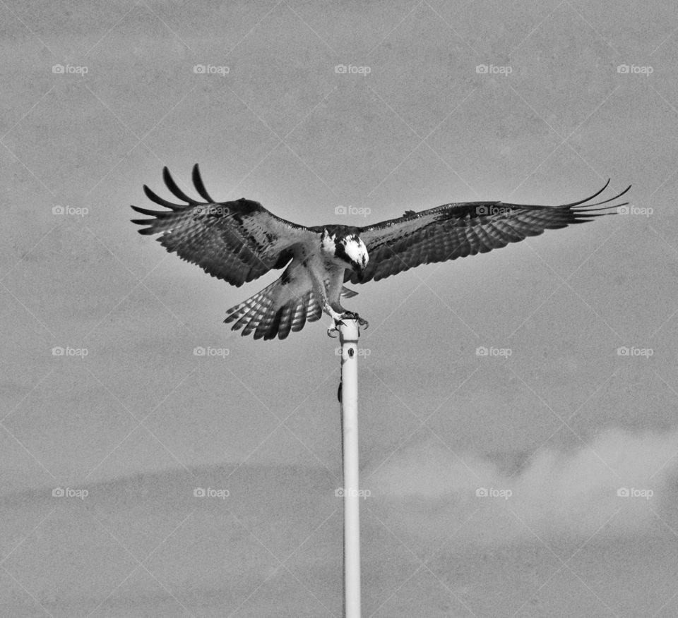 Osprey in Flight. Osprey landing on a flagpole in Maryland