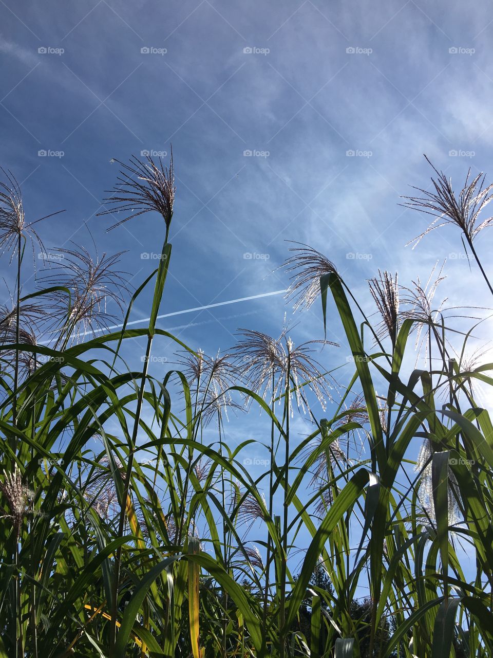 High angle view of grass