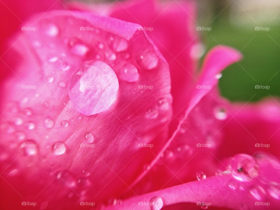 Close-up of raindrops on a rose