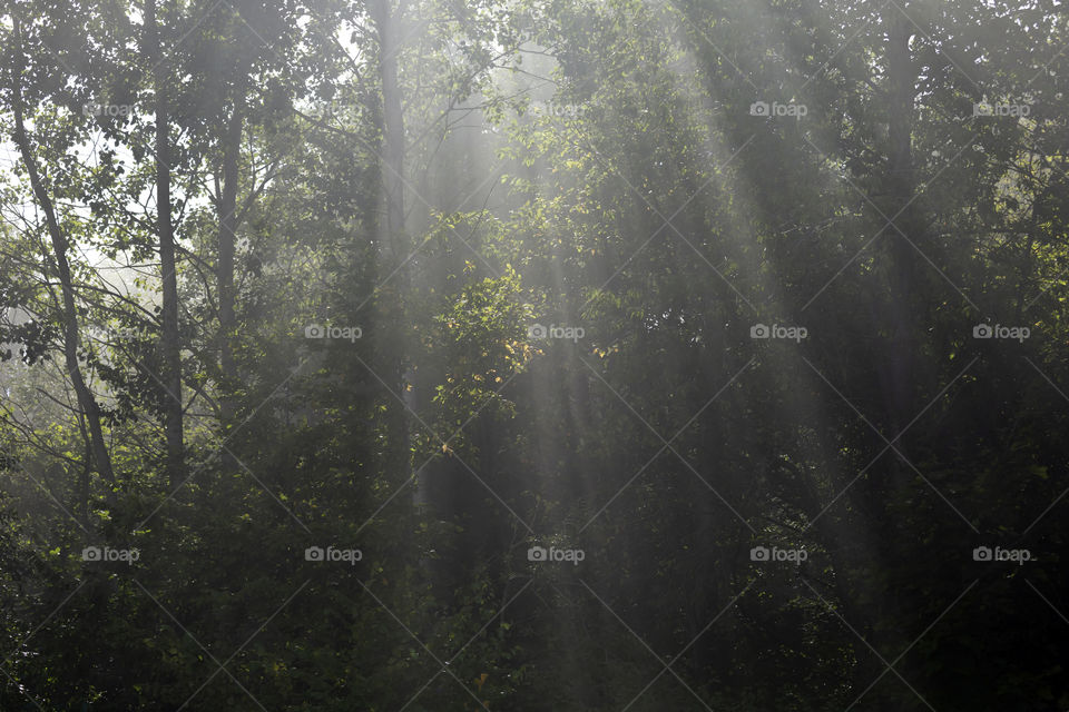 Foggy morning with sun rays getting through the trees. Rural environment.