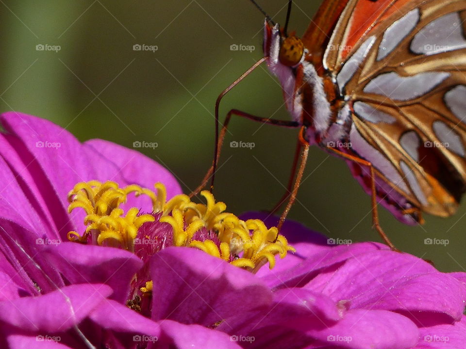 Butterfly on bright pink flower 
