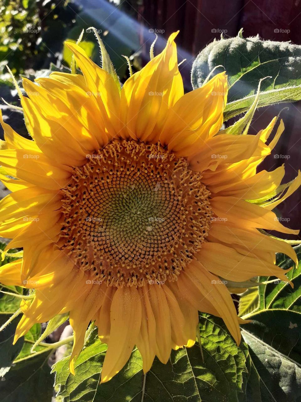 sunflower flower in my garden