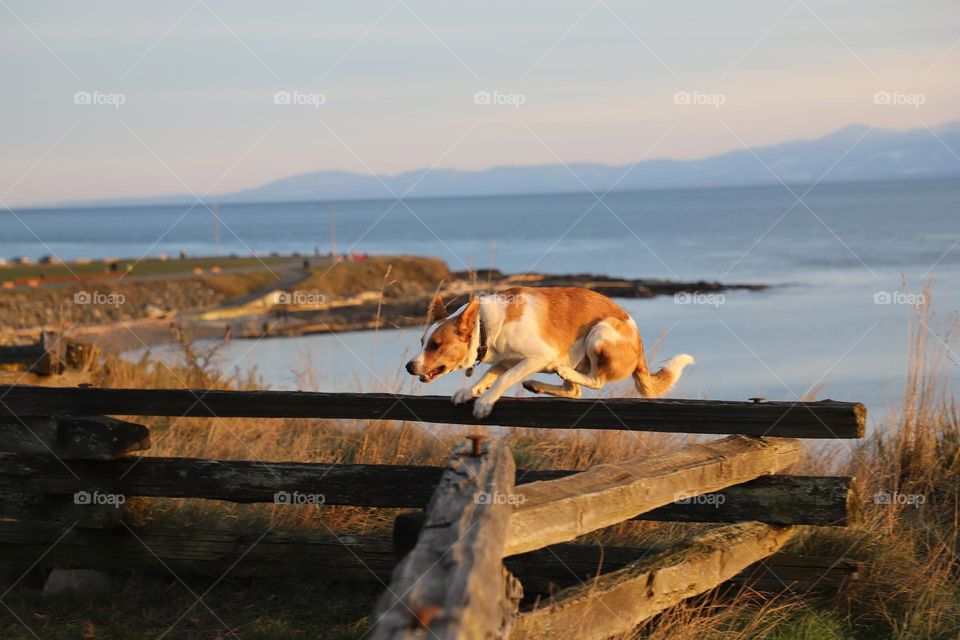 Dog jumping over the fence 